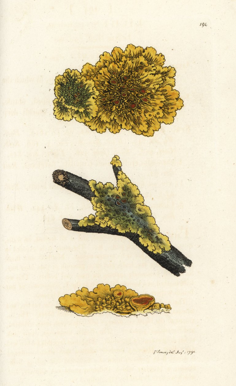 Gul vegglav, Lichen parietinus. Håndfarget kobberstikk av James Sowerby fra James Smith