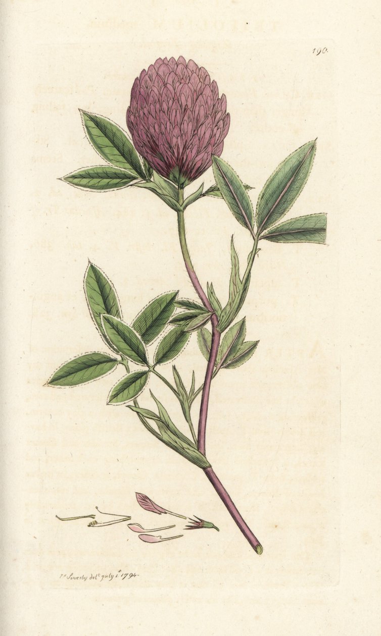 Sikksakkkløver eller trefoil, Trifolium medium. Håndfarget kobberstikk av James Sowerby fra James Smith