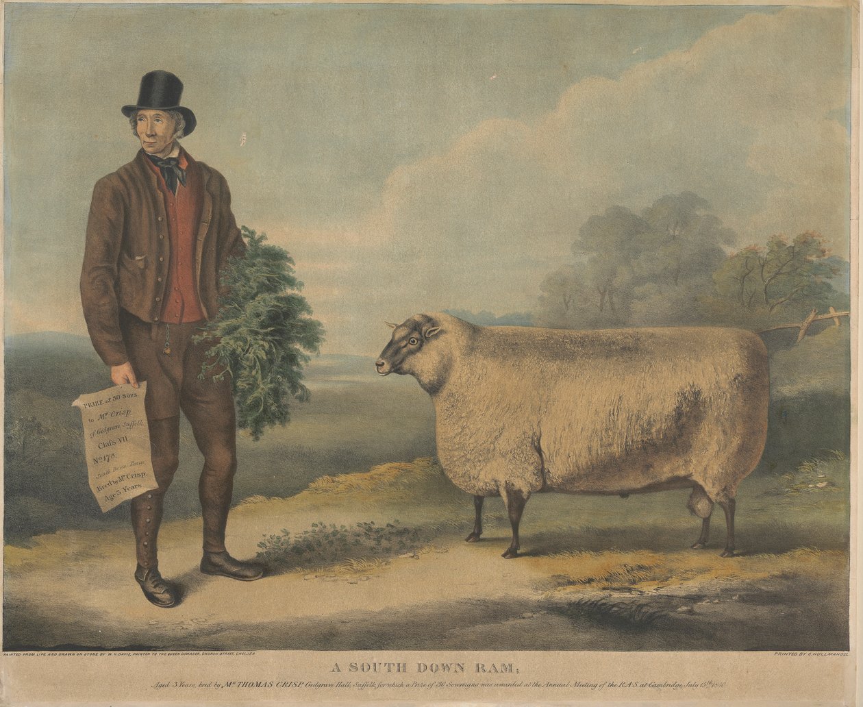 En South Down Ram; Alder 3 år, oppdrettet av Mr. Thomas Crisp, Gedgrave Hall, Suffolk, som en pris på 30 Severeigns ble delt ut for på årsmøtet til RAS i Cambridge, 15. juli 1840 av William Henry Davis