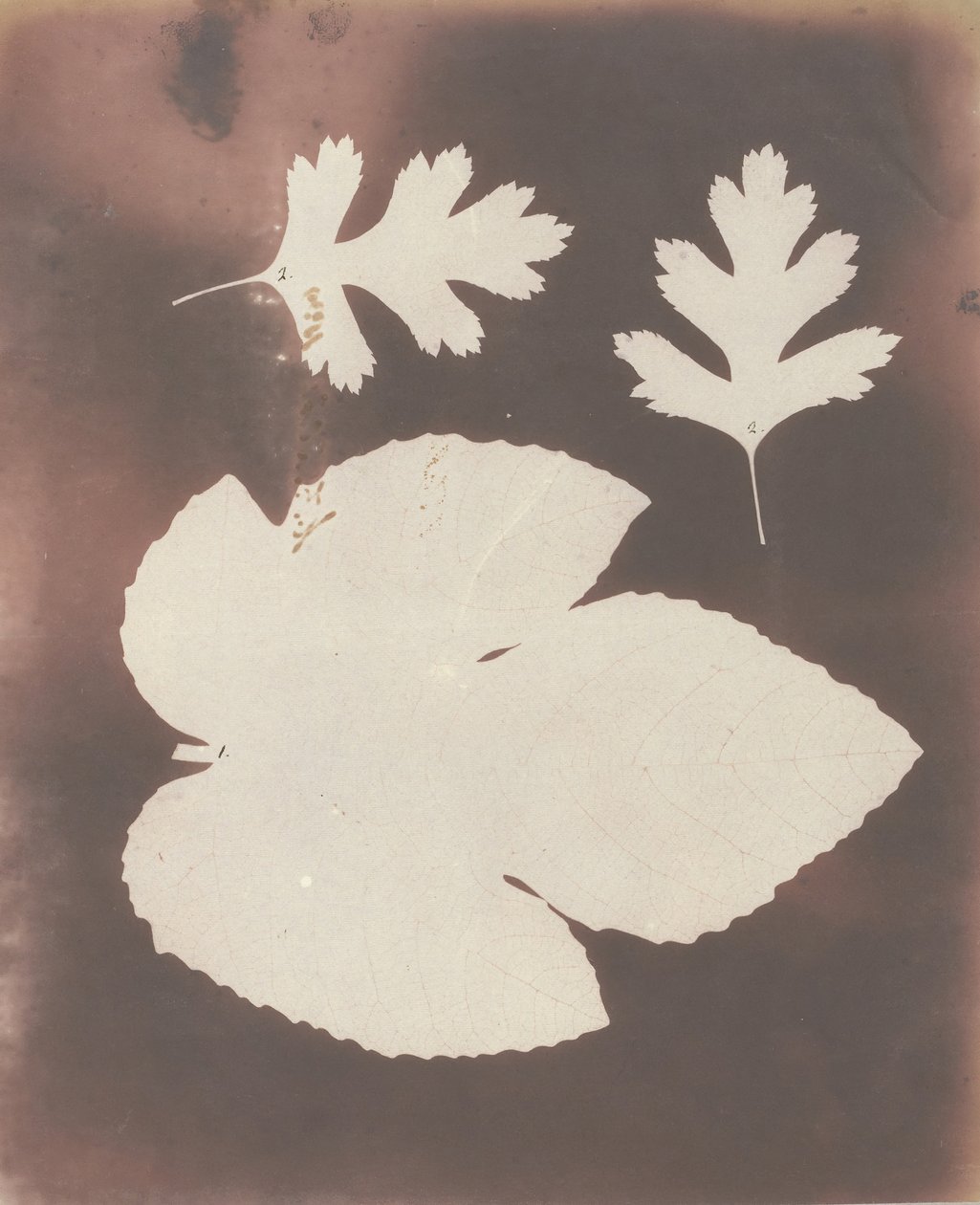 1. Figenblad. 2. Hvitt torneblad, 1839. av William Henry Fox Talbot