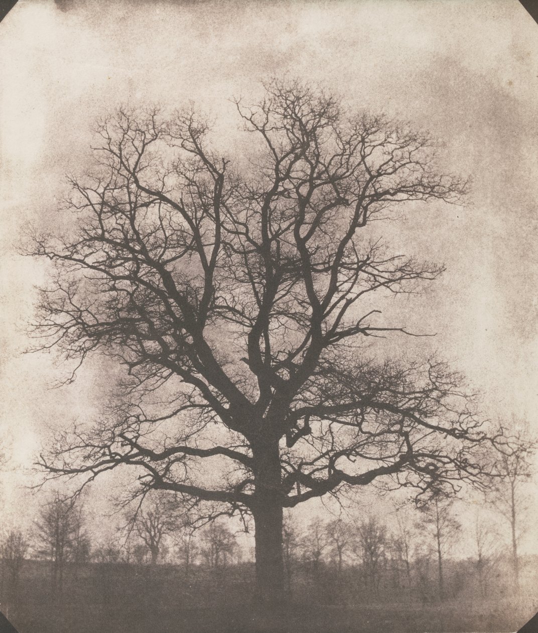 Et eiketre om vinteren, ca. 1892-93 (kalotype negativ) av William Henry Fox Talbot