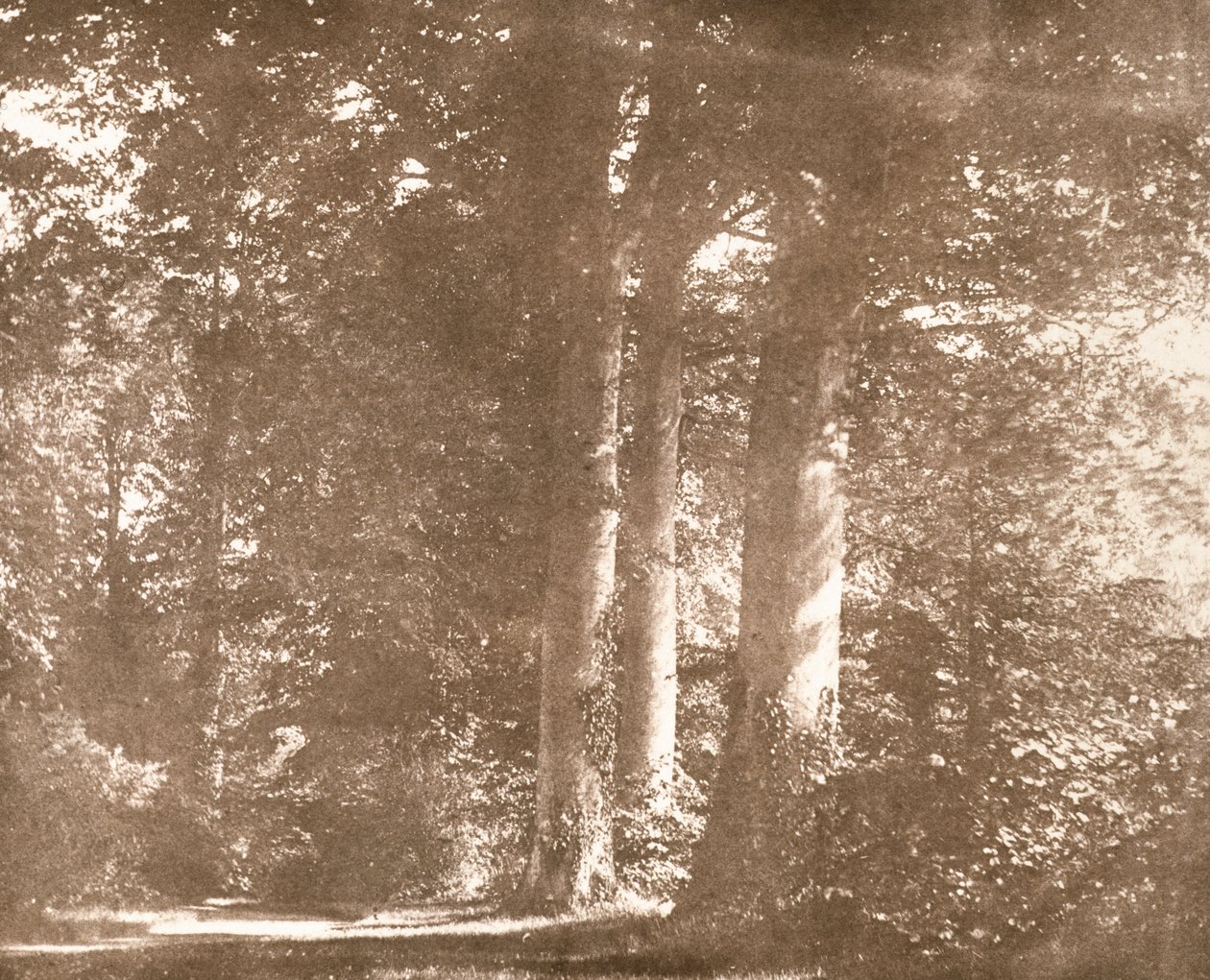 Beech Trees, Lacock Abbey, ca. 1844 (sepia-bilde) av William Henry Fox Talbot