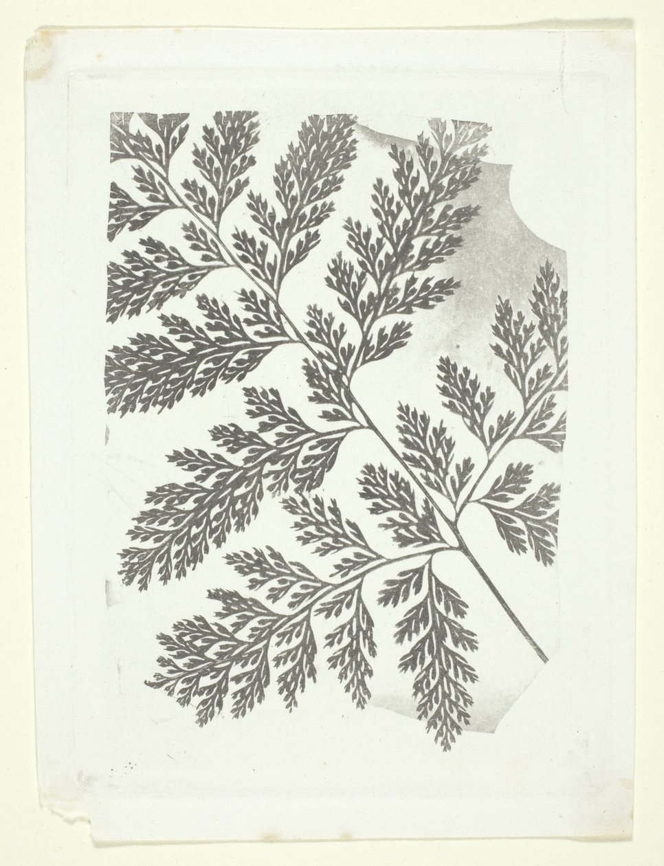  av William Henry Fox Talbot