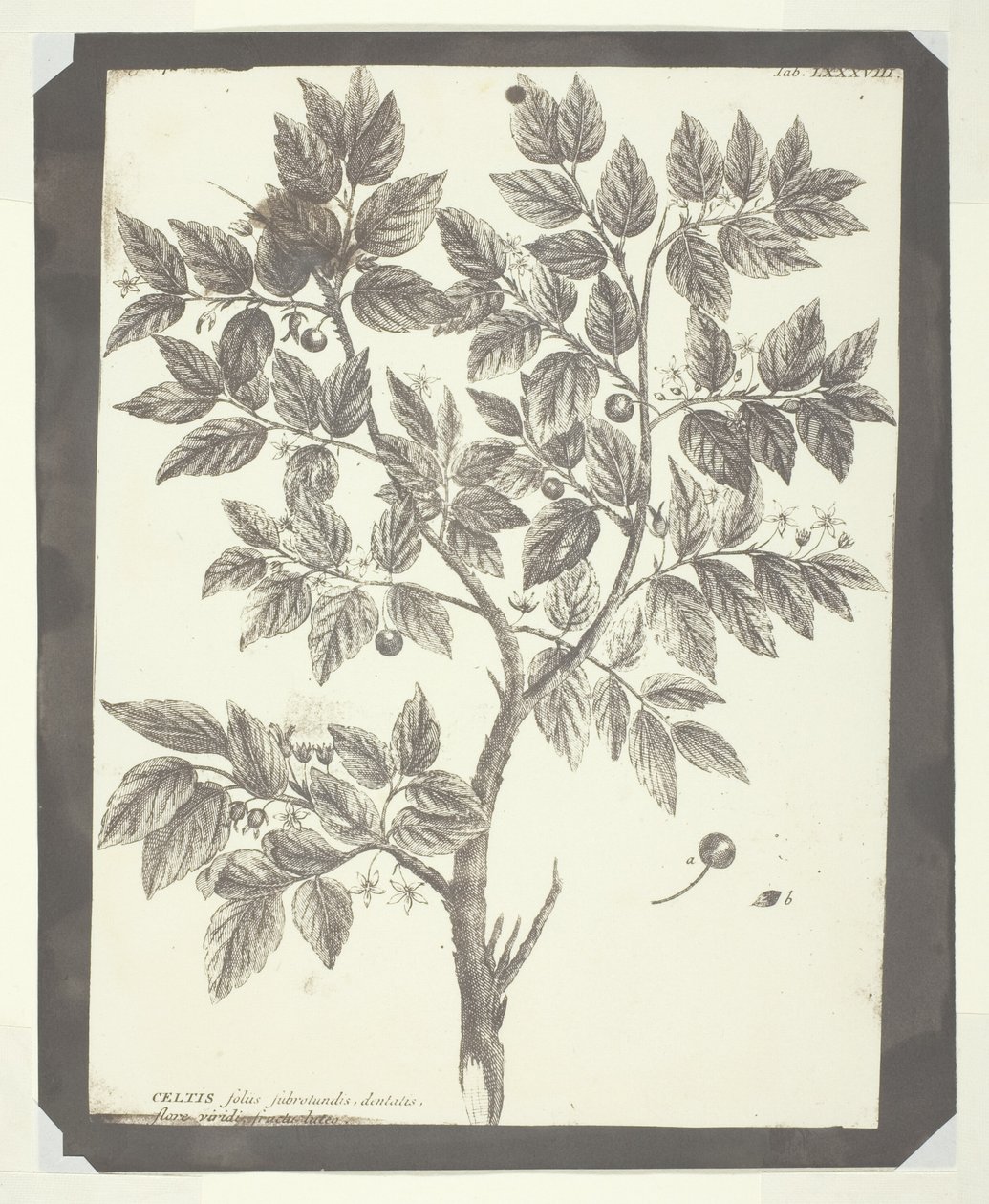 Kopi av botanisk gravering av "Celtis" av William Henry Fox Talbot
