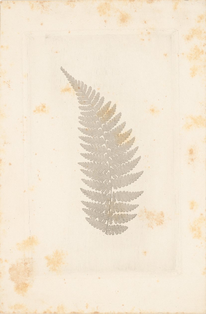 av William Henry Fox Talbot