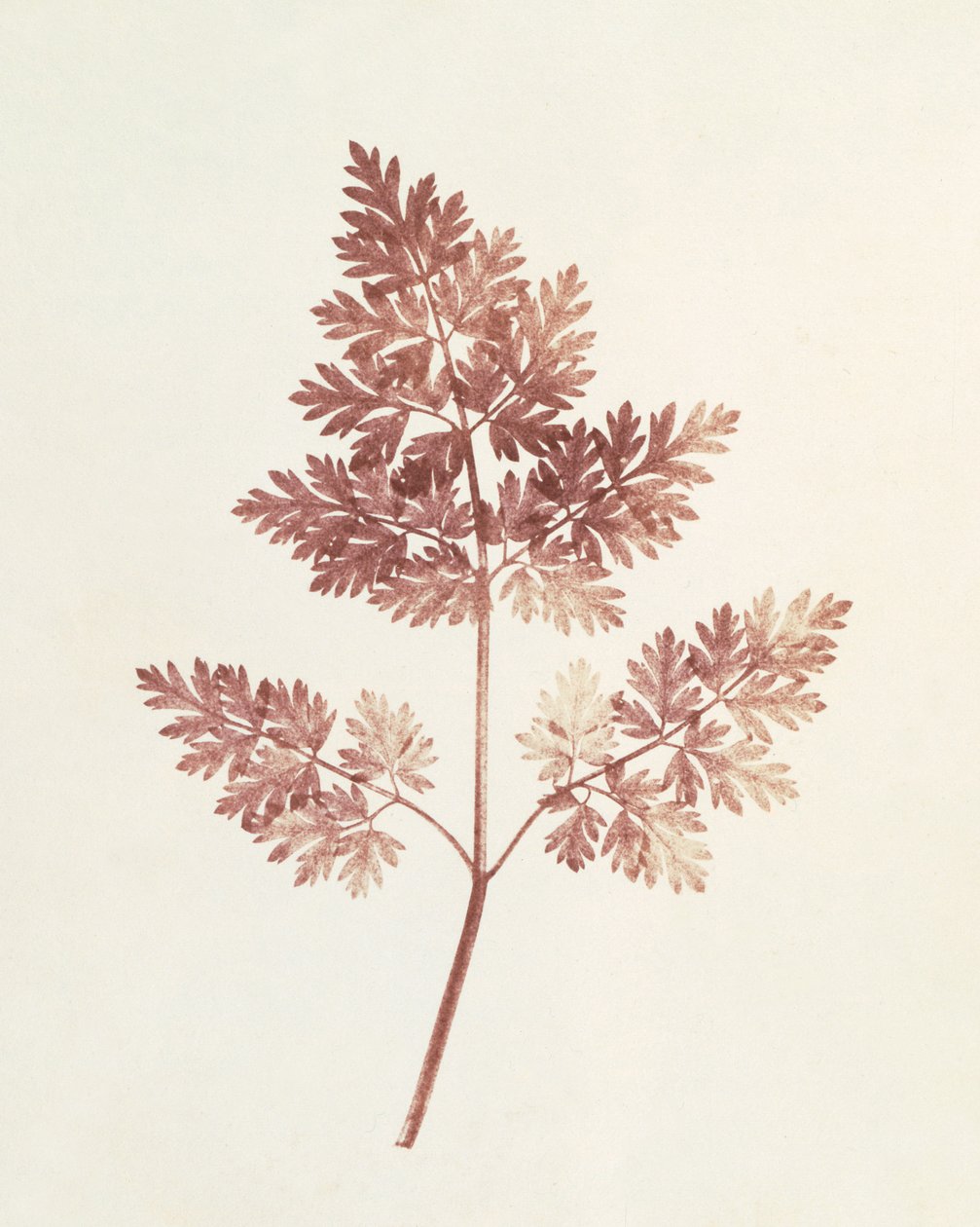 Blader av blader, 1843 av William Henry Fox Talbot