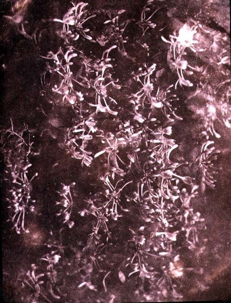 Honeysuckle, juni 1840 (sepia-bilde) av William Henry Fox Talbot