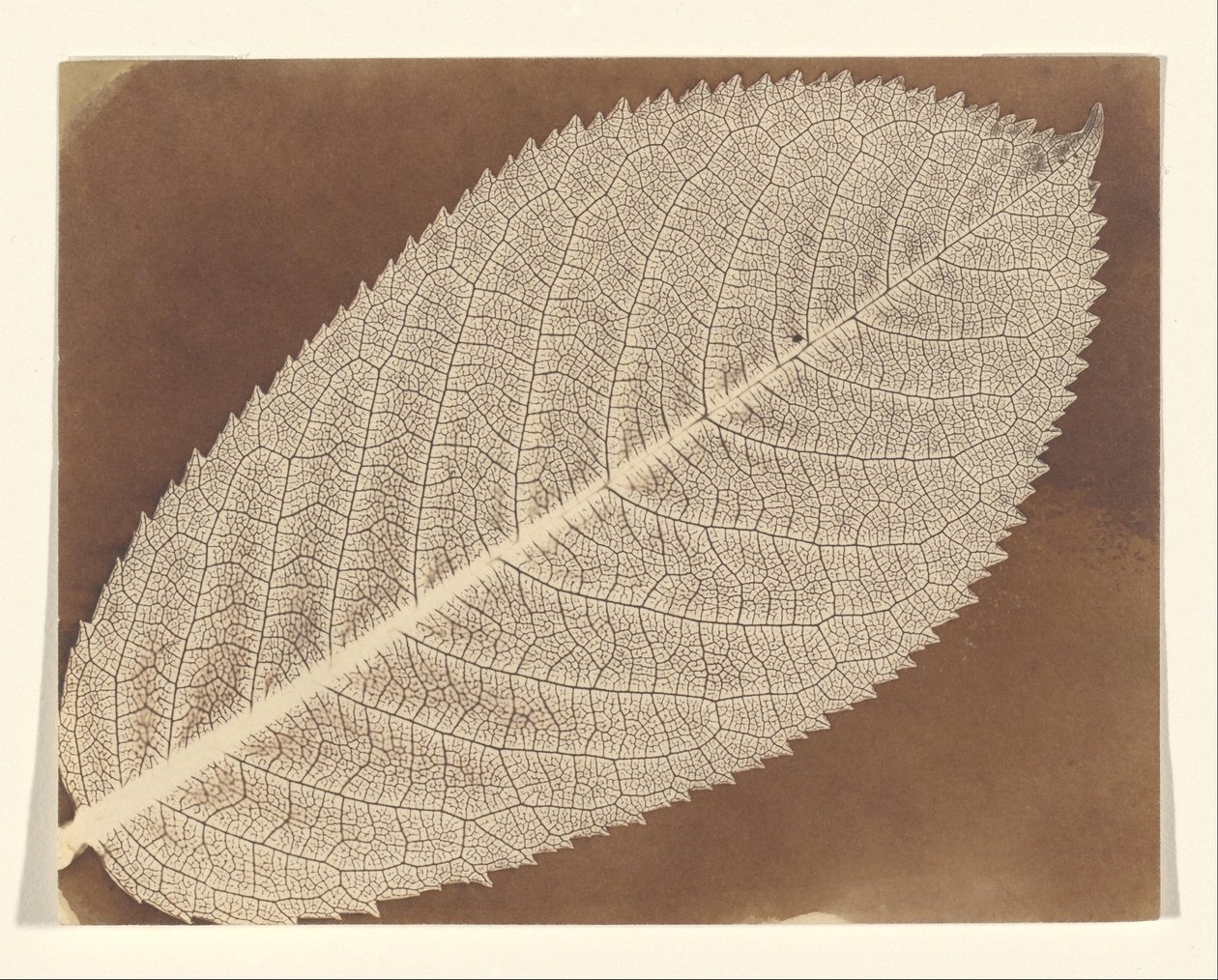 [Blad] av William Henry Fox Talbot