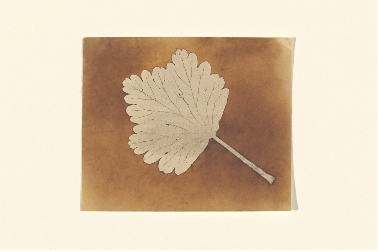 [Blatt] av William Henry Fox Talbot