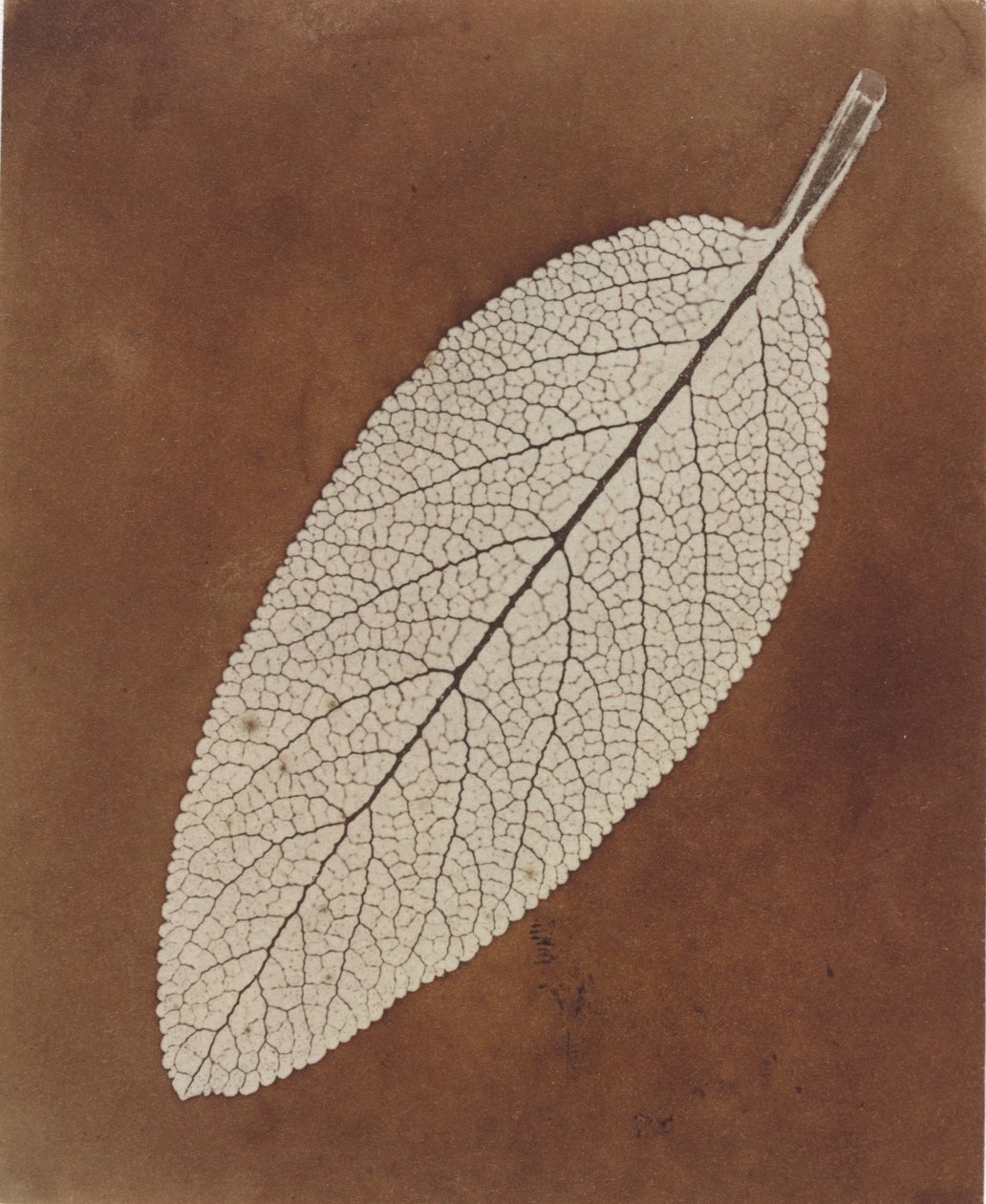  av William Henry Fox Talbot