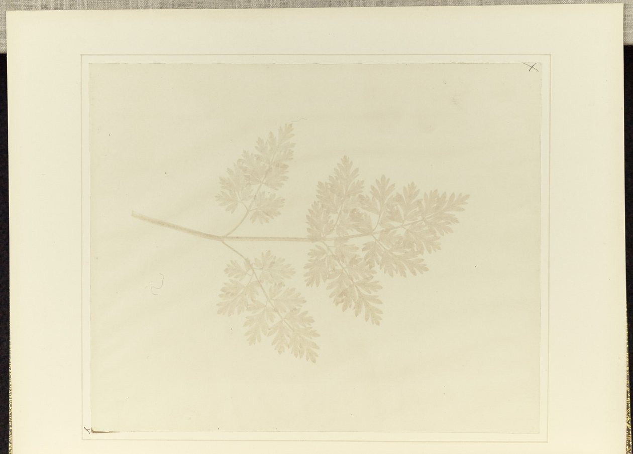  av William Henry Fox Talbot