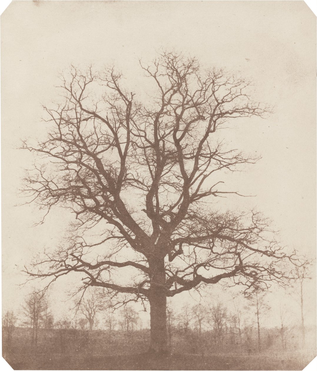 Eiketre av William Henry Fox Talbot
