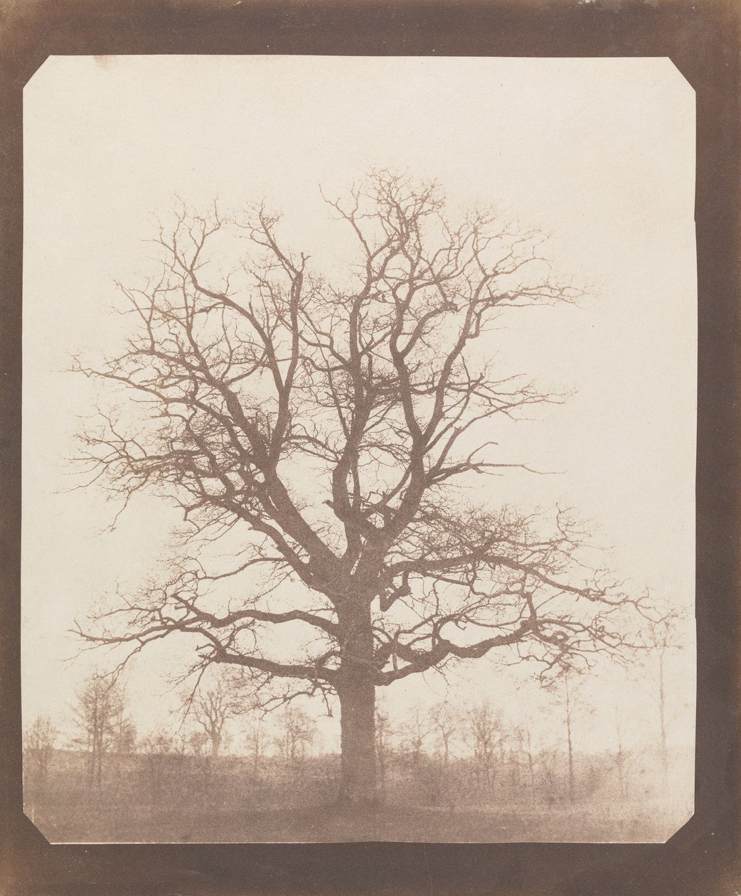 Eik om vinteren av William Henry Fox Talbot