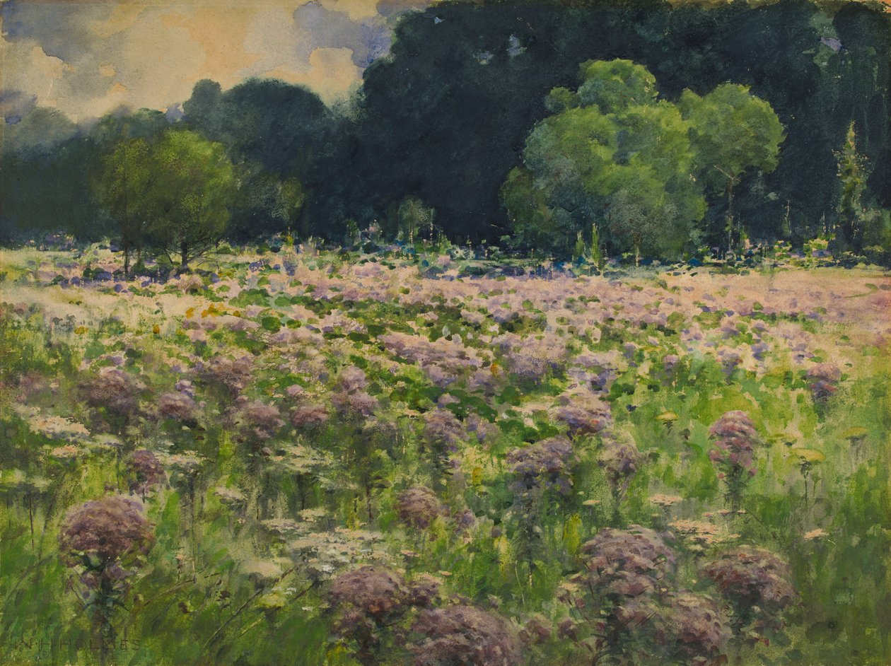 Field of Joe Pie Weeds Pride of the Meadow, n.d. av William Henry Holmes