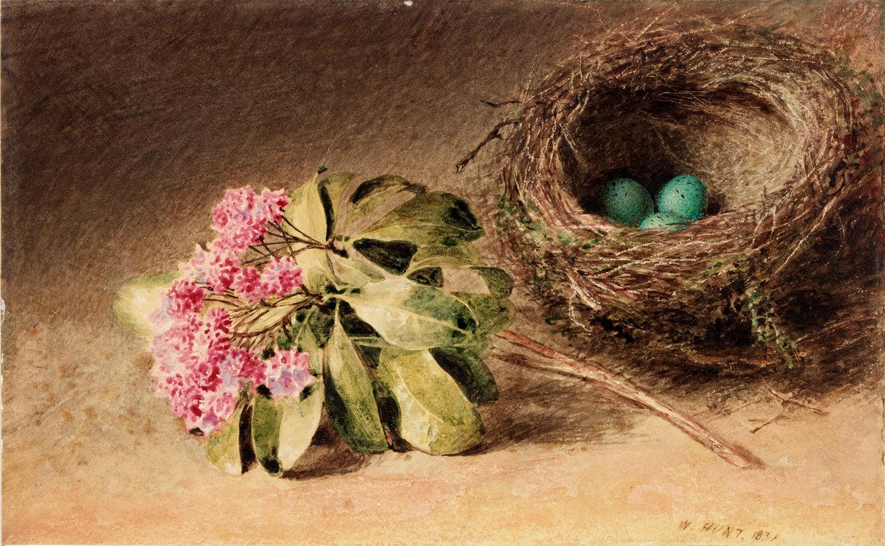 Fuglerede med blomst (kroppsfarge) av William Henry Hunt