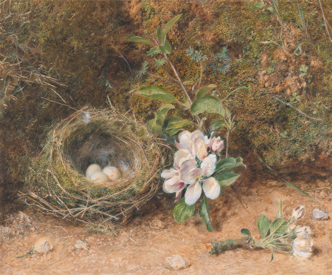 Fuglerede med spray av epleblomster av William Henry Hunt