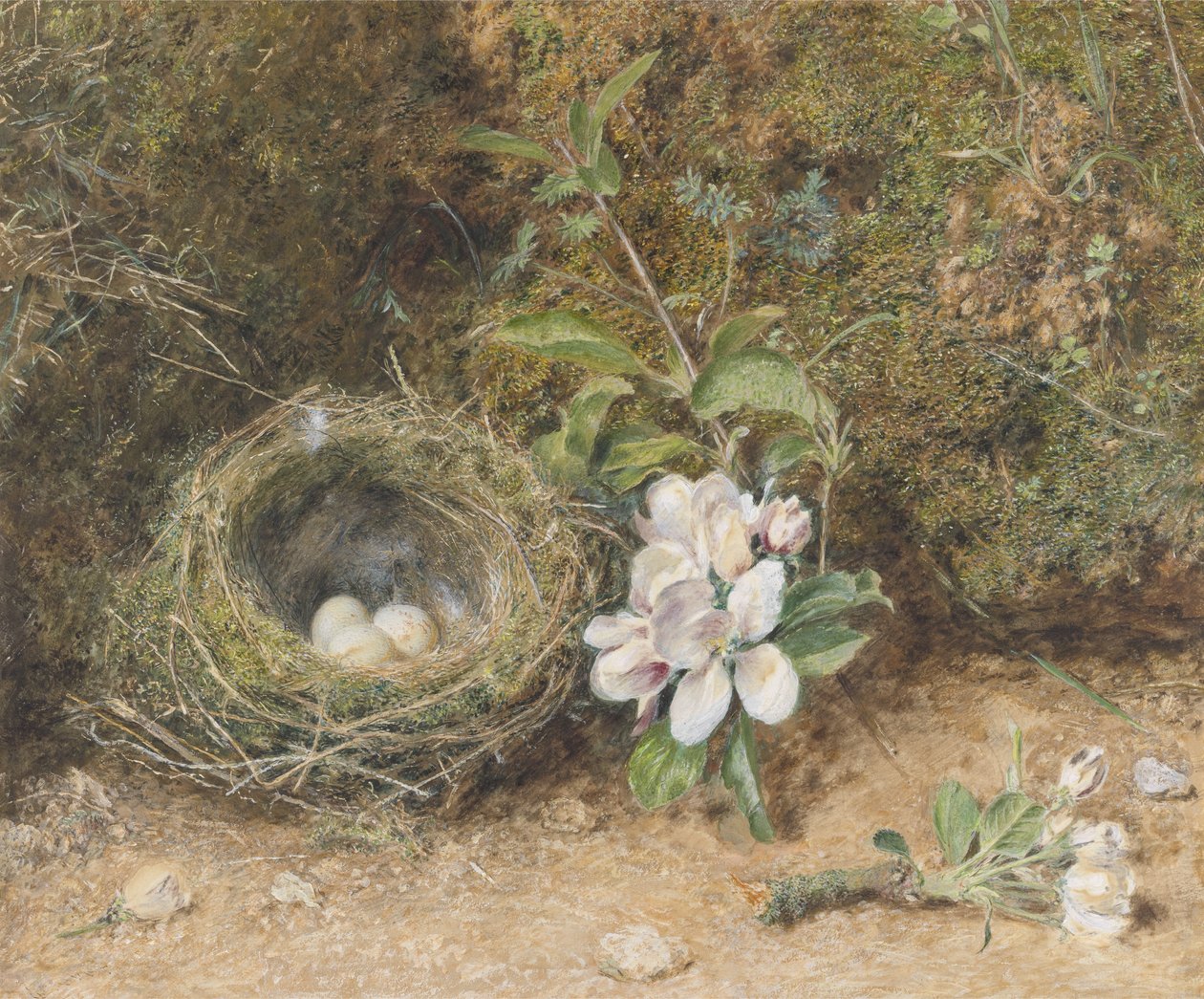 Fuglerede med sprøyter av epleblomster, ca. 1845-50 (kroppsfarge og wc med kritt og tyggegummi på papir) av William Henry Hunt