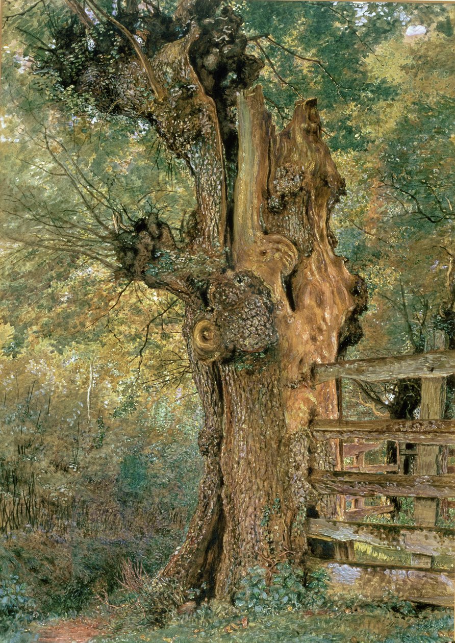 Pollard alm i utkanten av landsbyen pund av William Henry Hunt