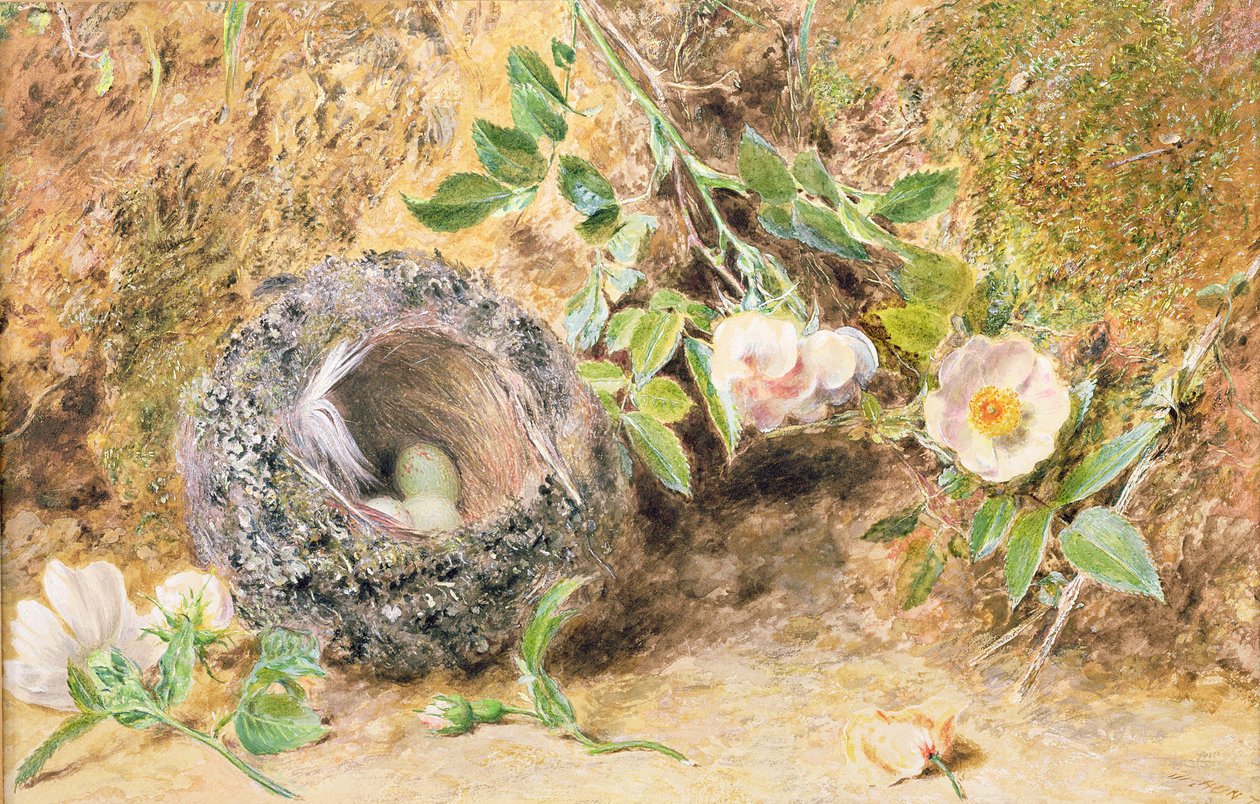 Stilleben med bokfinkereir av William Henry Hunt