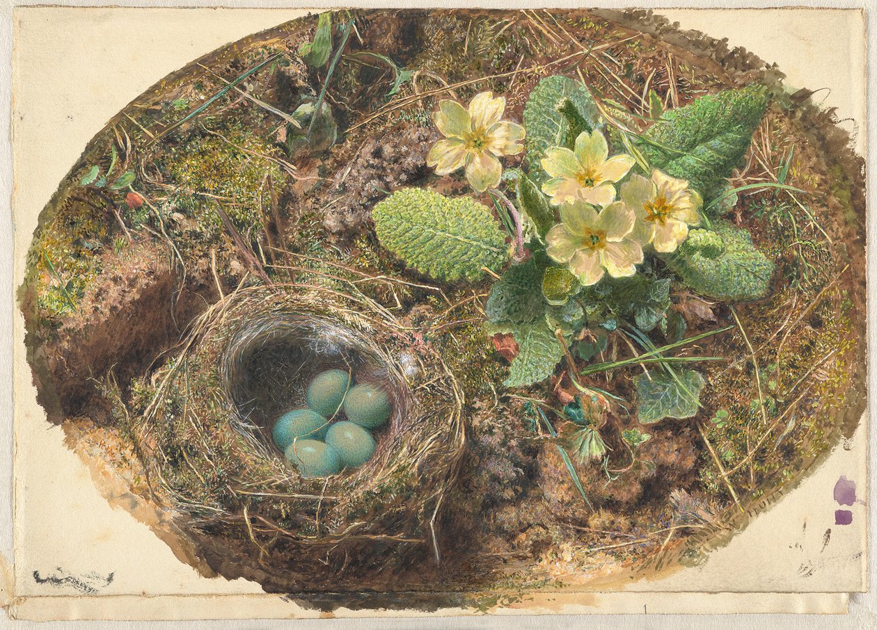 Lite fuglereir av William Henry Hunt