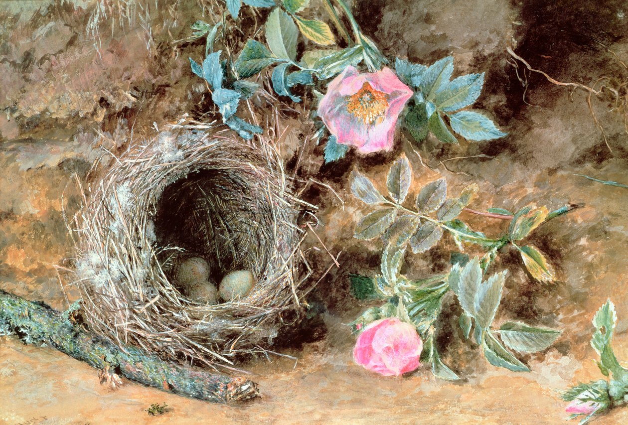 Villroser og fuglerede av William Henry Hunt