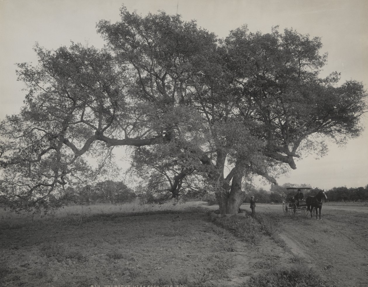 Eikelund nær Pasadena, California av William Henry Jackson