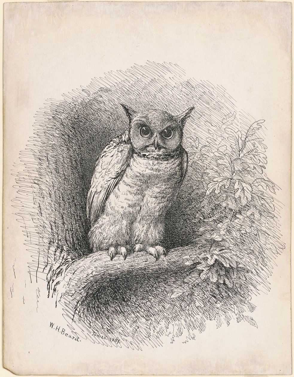 Ugle av William Holbrook Beard