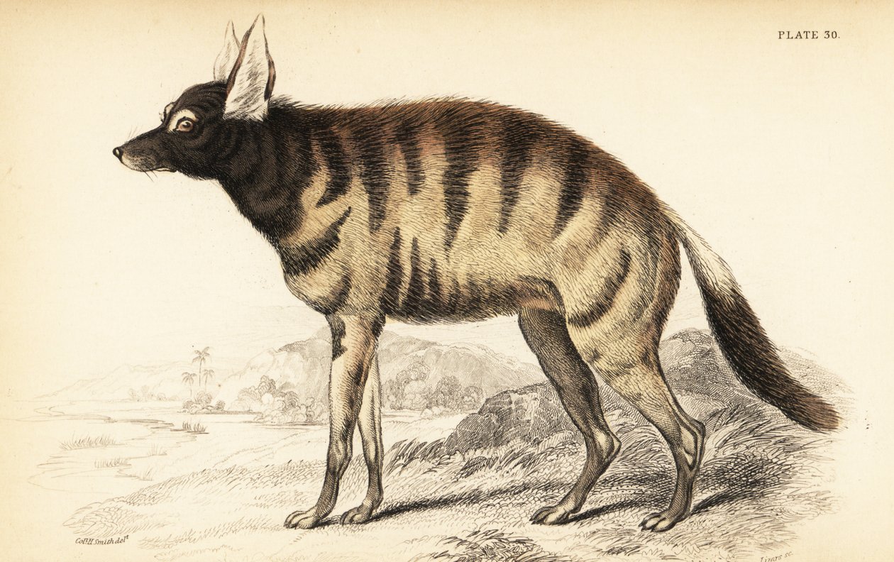 Ordulv, Protellus Cristata (Protellus lalandi, Vive hynoids) av William Home Lizars