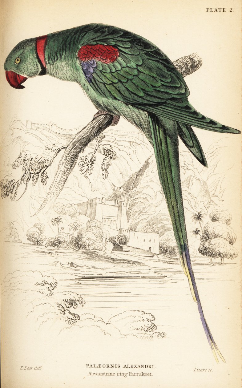Alexandrine parakitt eller Alexandrine papegøye, Psittacula eupatria av William Home Lizars