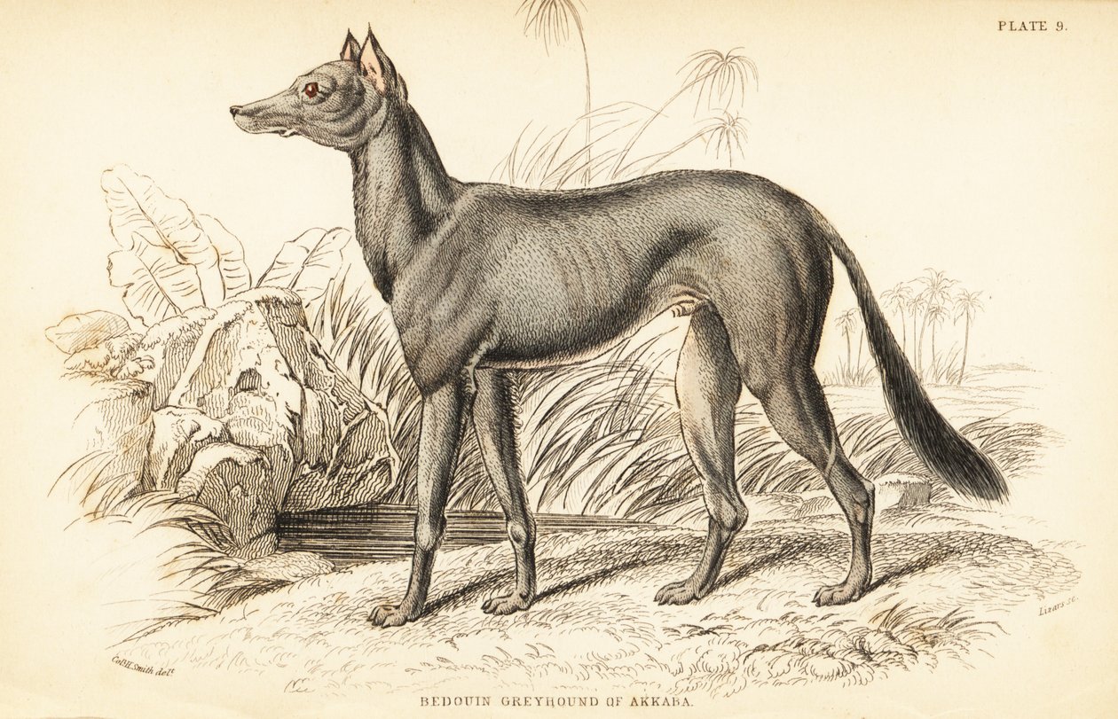 Arabisk mynde, Canis lupus familiaris av William Home Lizars