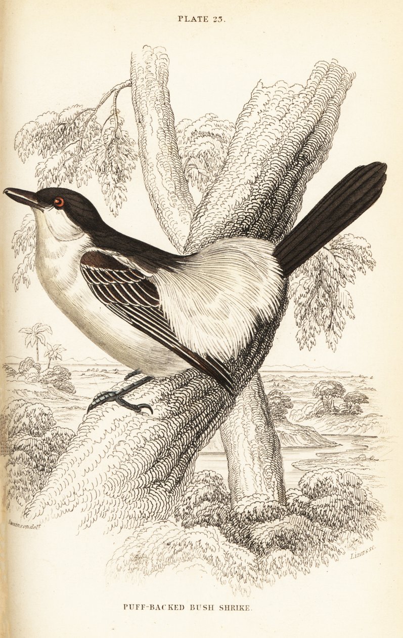 Svartrygg, Dryoscopus cubla av William Home Lizars