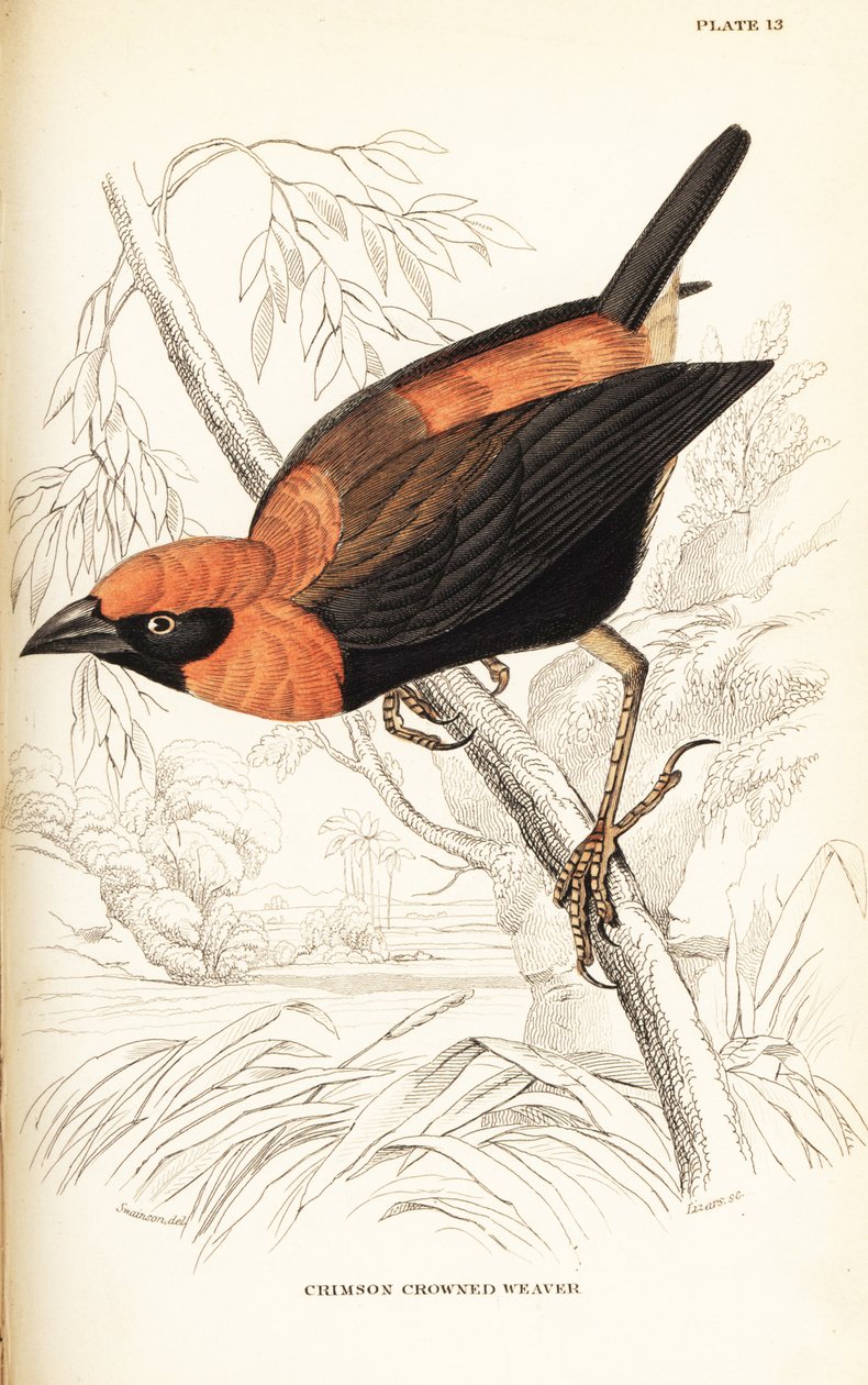 Svartvinget rød biskop, Euplectes hordeaceus (Crimson-kronet vever, Euplectes flammiceps) av William Home Lizars