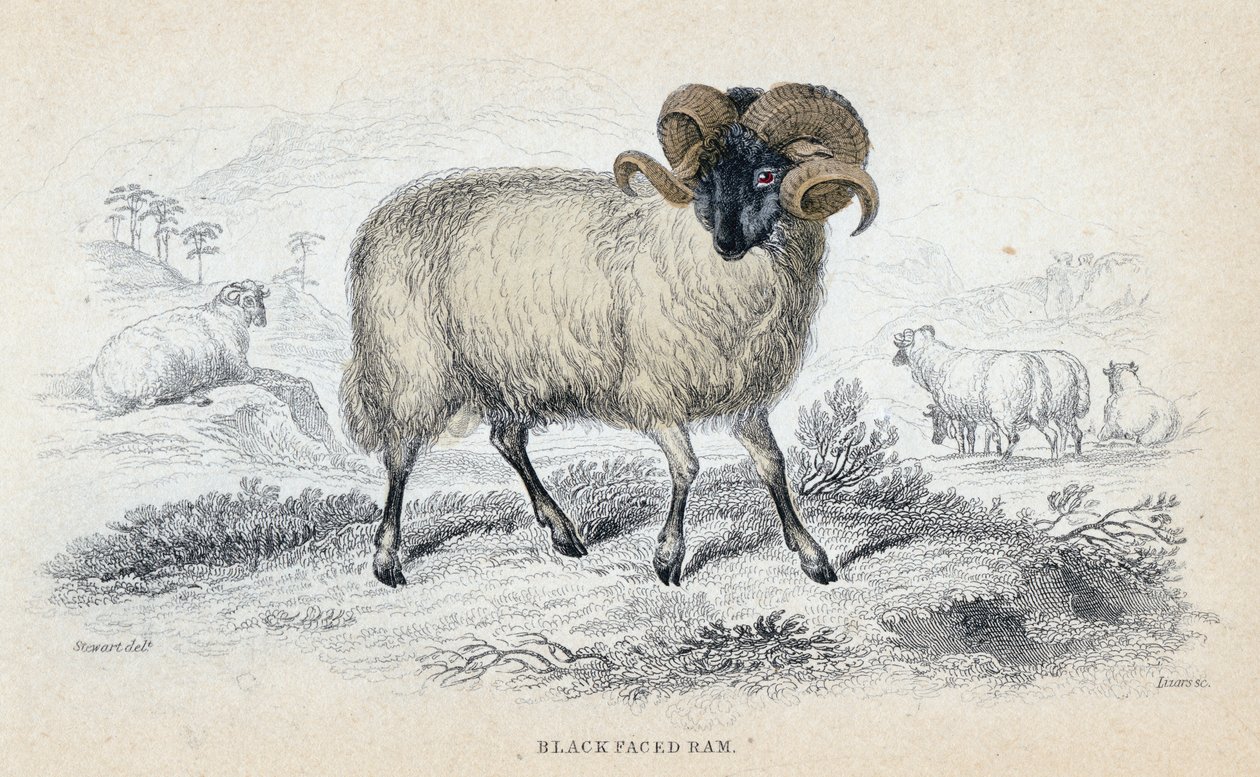 Black Faced Ram, midten av 1800-tallet av William Home Lizars
