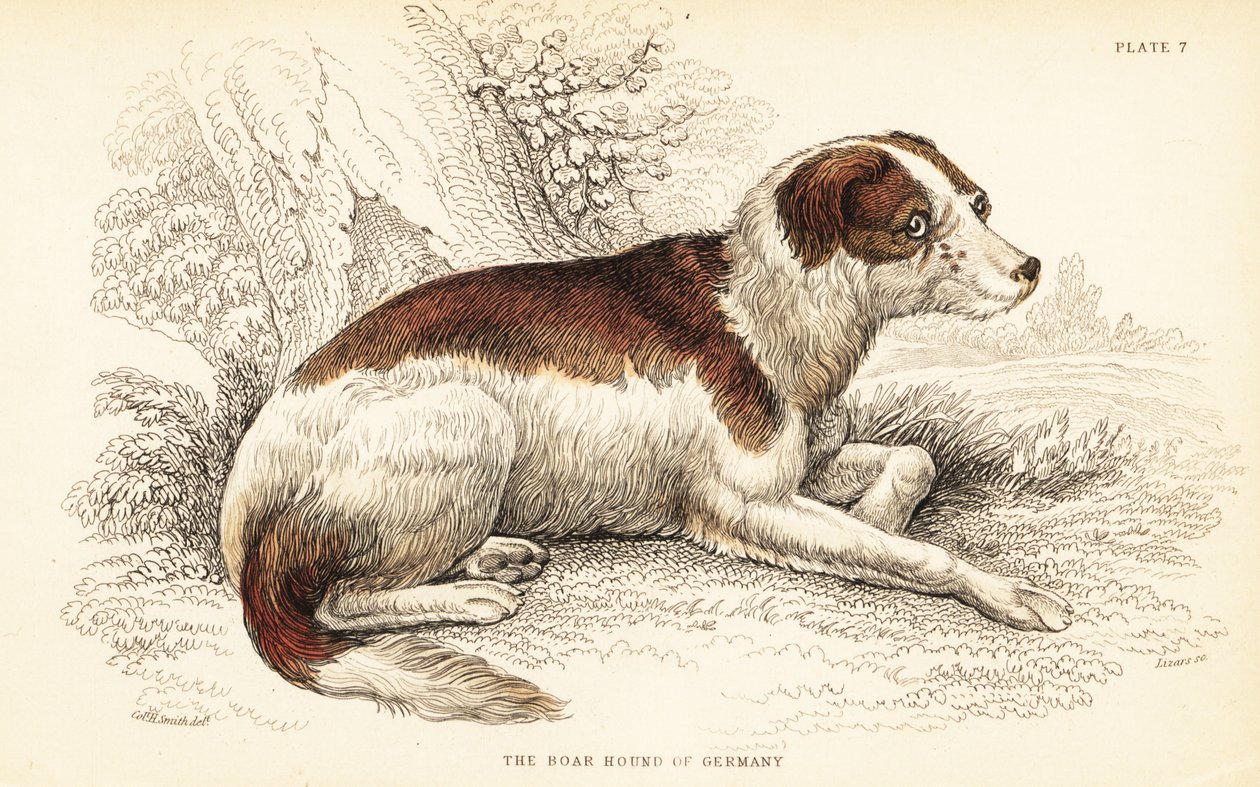 Svinhund av Tyskland, Canis lupus familiaris av William Home Lizars