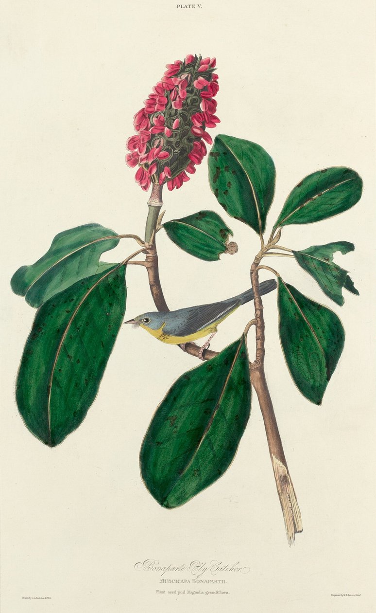 Bonaparte Fluefanger, 1827. av William Home Lizars