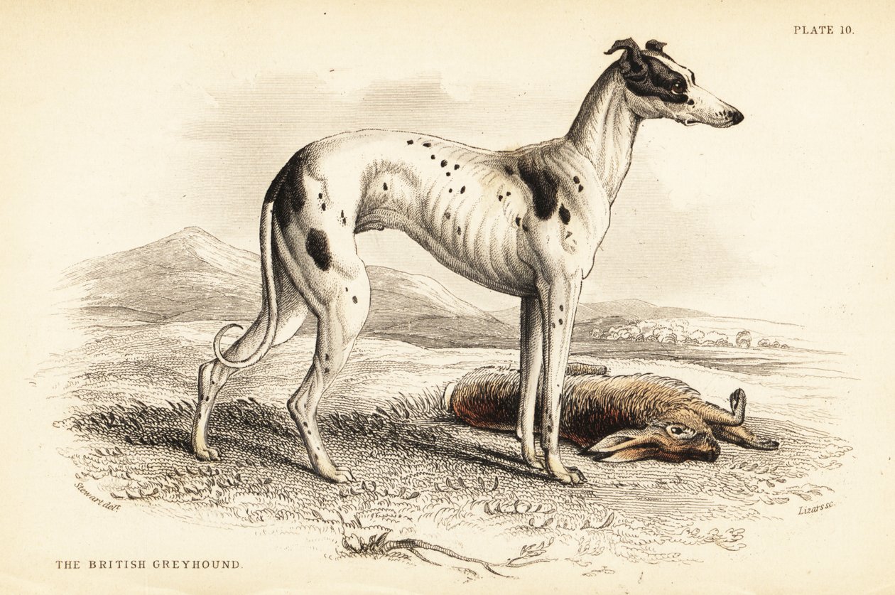 Britisk mynde, Canis lupus familiaris av William Home Lizars
