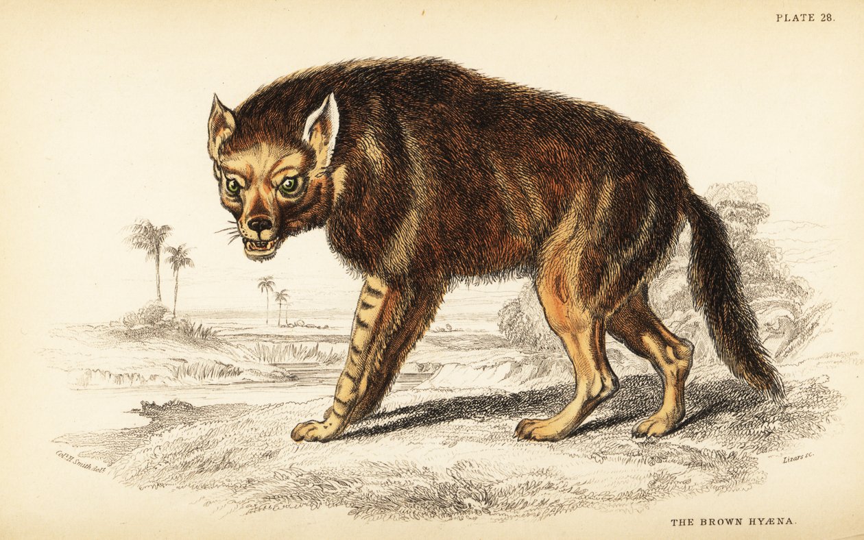Brun hyene eller strandulv, Hyaena brunnea (Hyaena fusca) av William Home Lizars