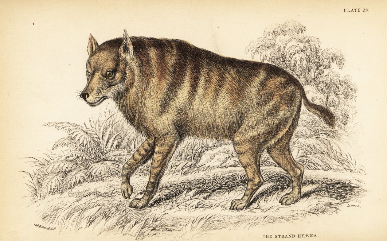 Brun hyene eller strandulv, Hyaena brunnea (Strandhyene, Hyaena villosa) av William Home Lizars