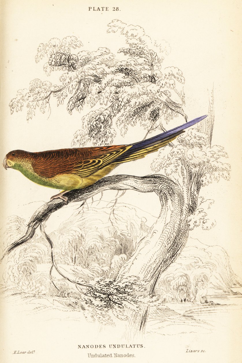 Undulat, Melopsittacus undulatus av William Home Lizars