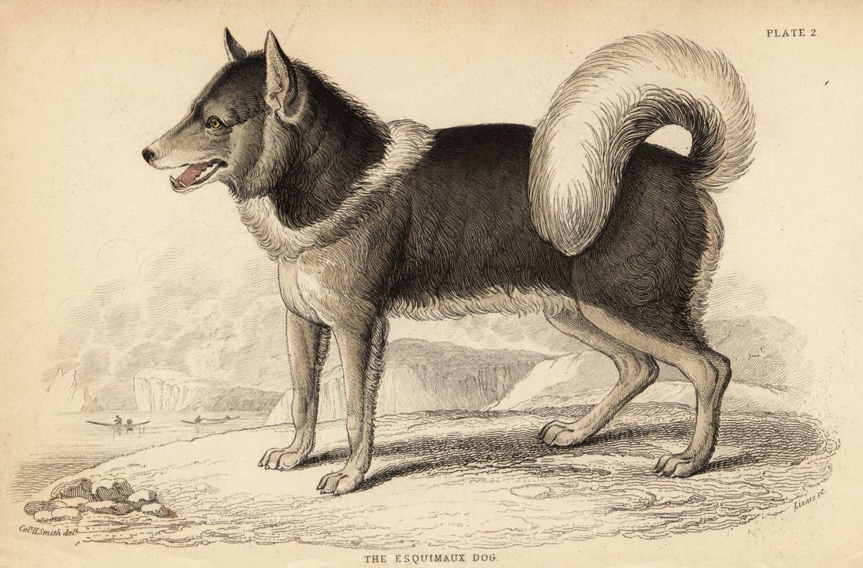 Kanadisk eskimohund eller qimmiq, Canis lupus av William Home Lizars