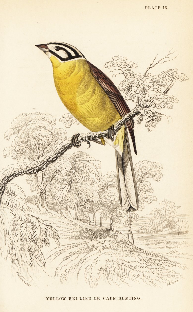 Kappespurv, Emberiza capensis (Gulmagespurv, Fringillaria capensis) av William Home Lizars