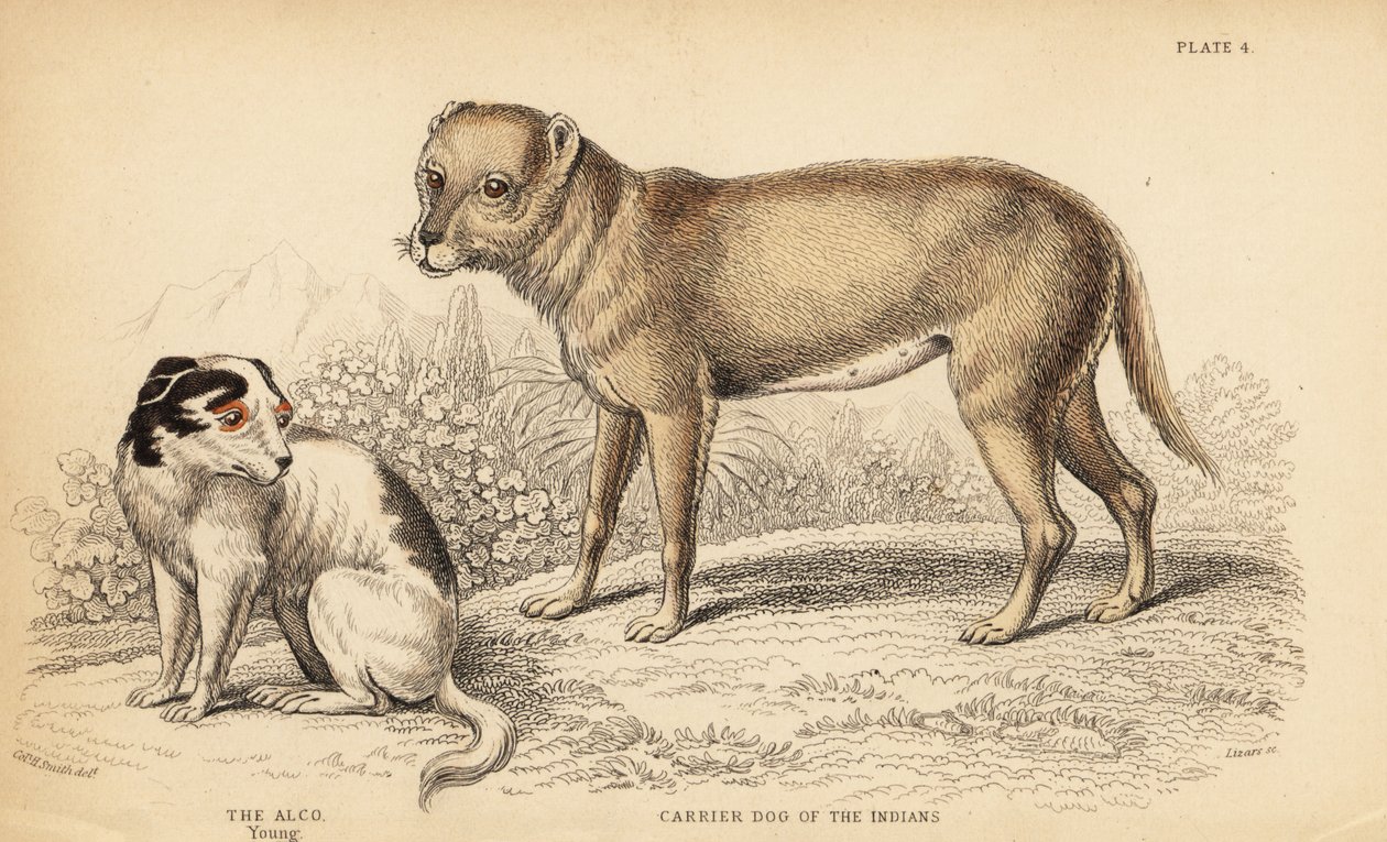Bærerhund av indianerne eller Techichi fra Mexico, stamfar til chihuahuaen, Canis lupus familiaris, og en ung Alco-hund, Yzi-cuinte potzotli i Mexico, Canis lupus familiaris (Canis alco) av William Home Lizars