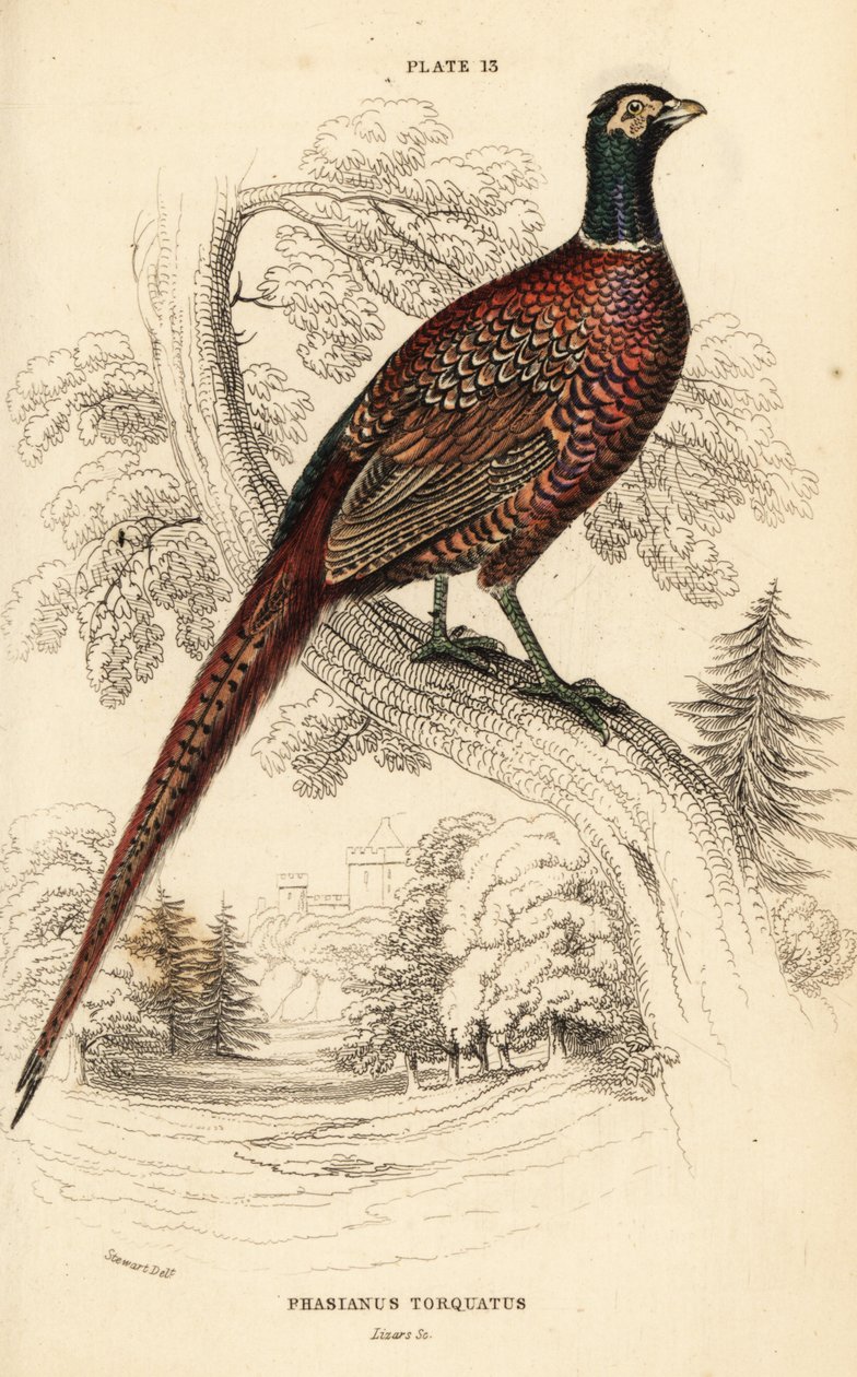 Vanlig fasan (ringhalset), fasan colchicus torquatus av William Home Lizars