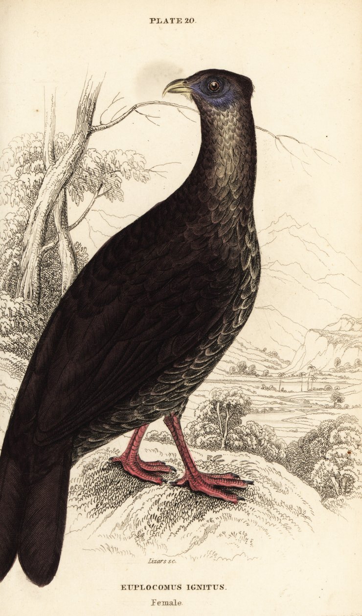 Crested fireback, Lophura ignita, hunn (Macartney-hanen, Euplocomus ignitus) av William Home Lizars