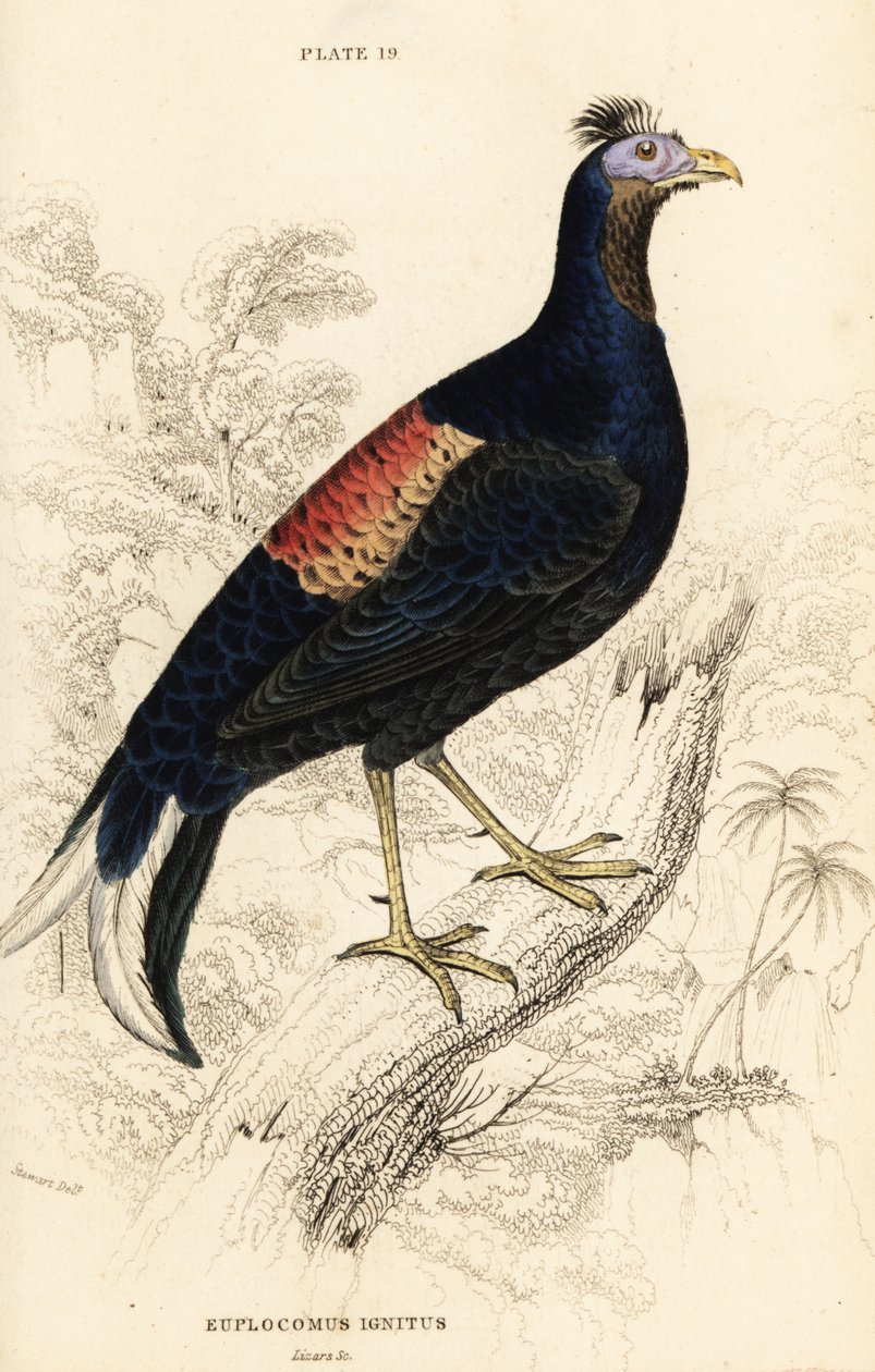 Crested fireback, Lophura brennende, hann (Macartney-hanen, Euplocomus ignitus) av William Home Lizars