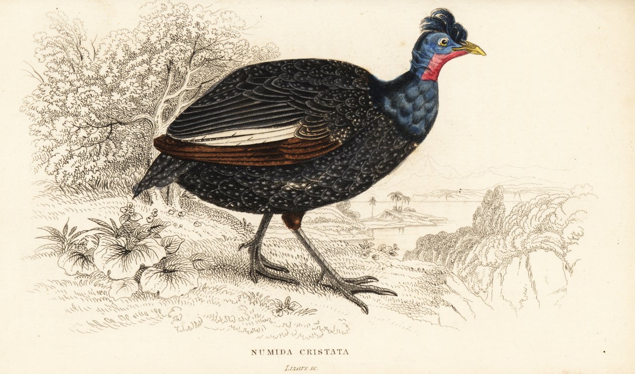 Perlehøne, Guttera pucherani (Numida cristata) av William Home Lizars