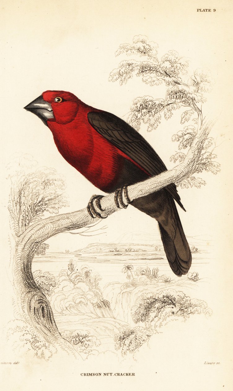 Crimson seedcracker, Pyrenestes sanguineus (Crimson nøtteknekker, Pirenestes sanguineus) av William Home Lizars
