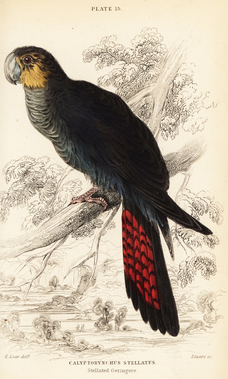 Blank svart kakadue, Calyptorhynchus lathami av William Home Lizars