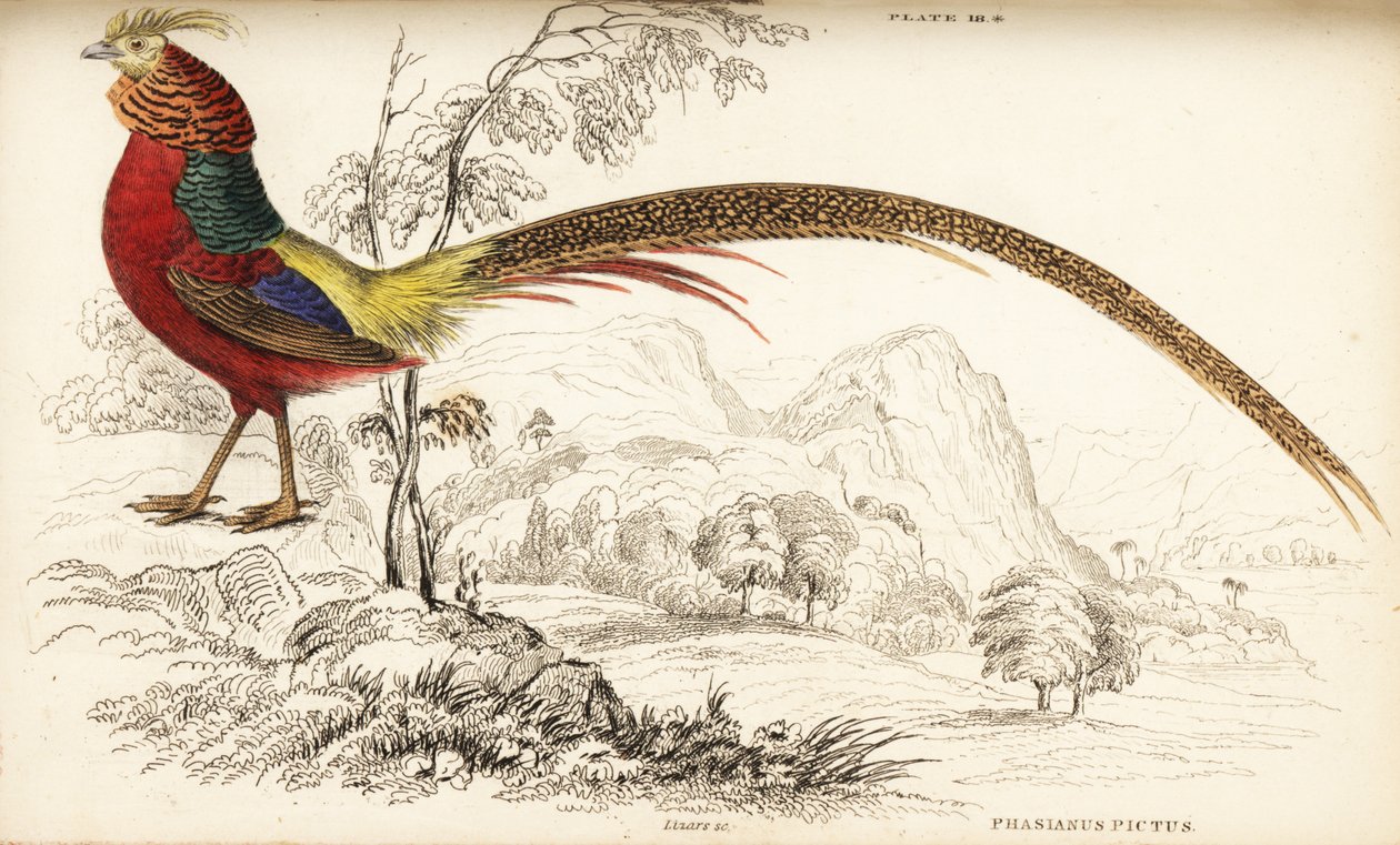 Gullfasan eller kinesisk fasan, Chrysolophus pictus (Phasianus pictus) av William Home Lizars