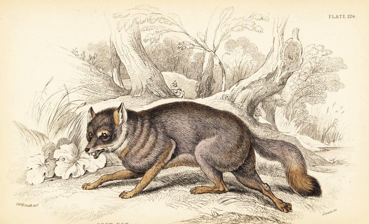 Grårev eller grårev, Urocyon cinereoargenteus (Vulpes cinereus) av William Home Lizars